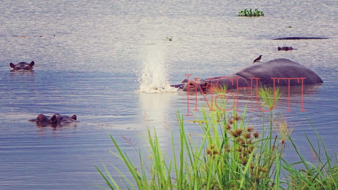 Akagera@JanineFrönd 3 (1)