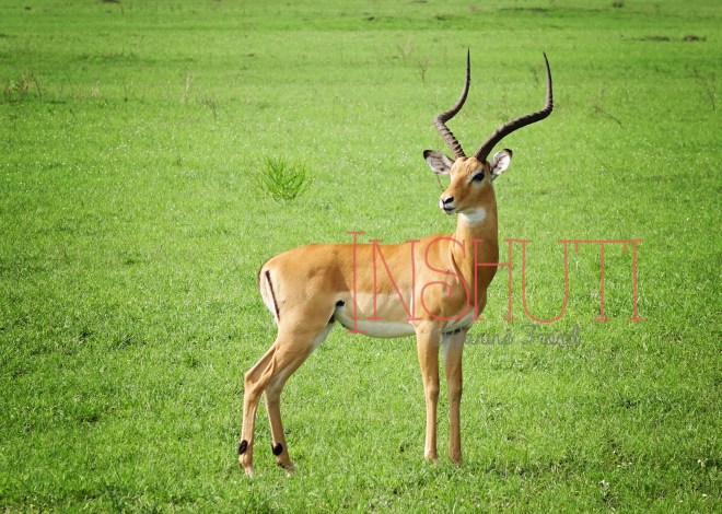 Akagera@JanineFrönd 3