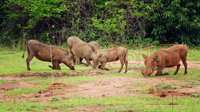 Akagera@JanineFrönd